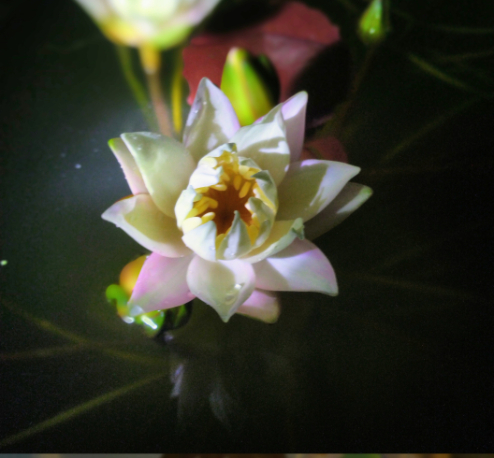 Rudgena (Night Bloomer) - Image 5