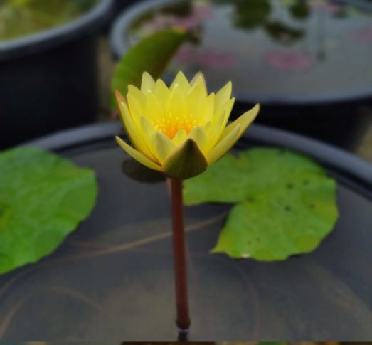 Substoon (Tropical) - Image 3