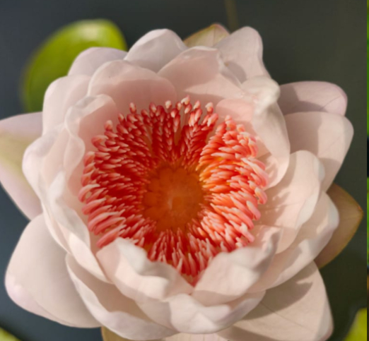 Dongprateep (Austrelian) - Image 3