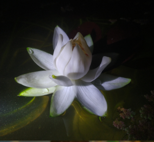 Rudgena (Night Bloomer) - Image 4