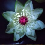 Peru Puerto Maldonado (Night Bloomer)