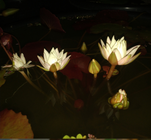 Rudgena (Night Bloomer) - Image 3