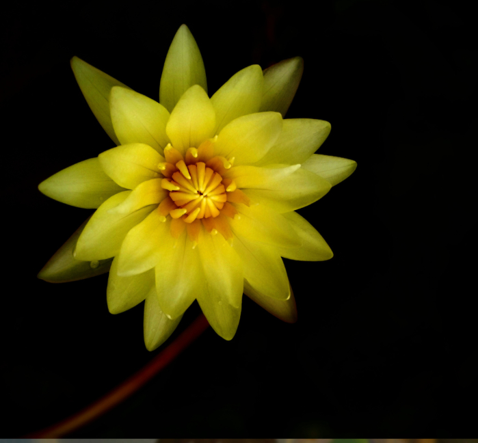 Substoon (Tropical) - Image 6
