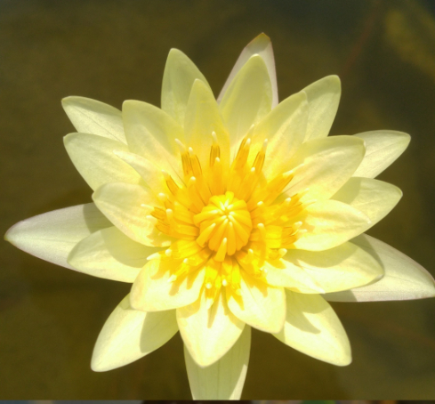 Substoon (Tropical) - Image 7
