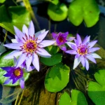 Nymphaea Colorata Blue