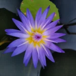 Star Of Siam