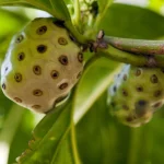Noni Fruit
